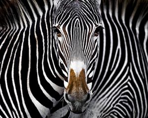 close up of a zebra looking at the camera