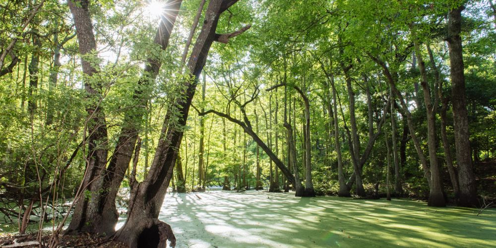 Green forest with big pond in the middle of the trees.