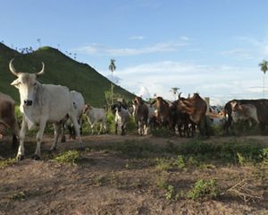 Cattle ranching in São Félix do Xingu, in the Brazilian