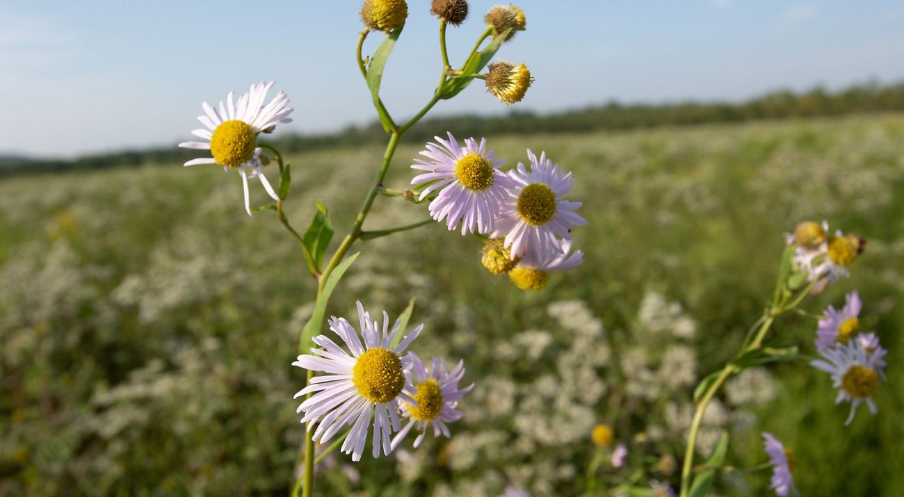 flower head of the fully grown decurrent false aster.