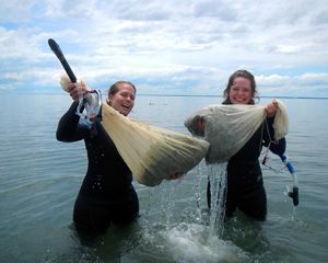 Two smiling women in wetsuits stand in hip-deep water holding up large white mesh bags full of eelgrass shoots.