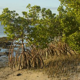 mangrove trees.
