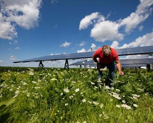 A person bends over in a field to look at plants; solar panels are behind the person.