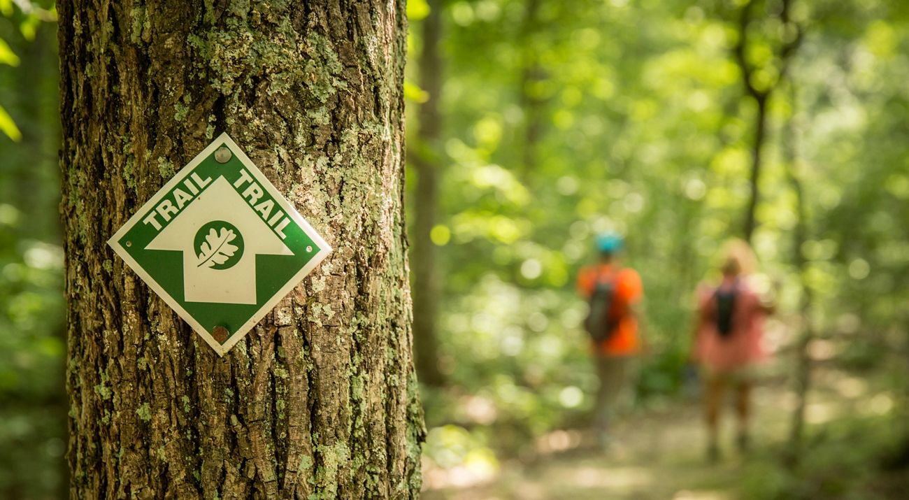 A field of young green wheat and barley. Tall mountains line the horizon in the background.