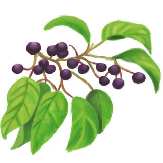 Plant with purple berries.