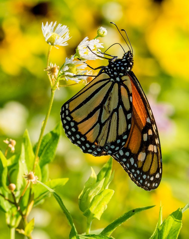 Close-up view of a monarch butterfly.