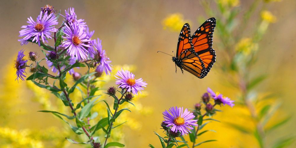 A monarch butterfly flying to New England aster blooms. 