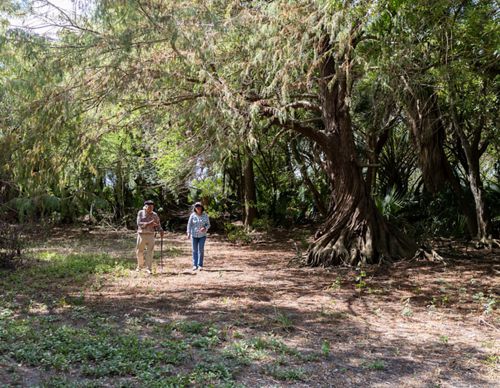 A massive tree with a twisted trunk casts shade over a man and woman walking.
