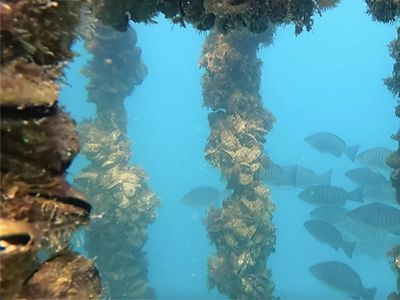 Mussels attach themselves to large pillars surrounded by sea water.