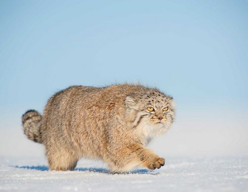 Pallas cat in the snow.