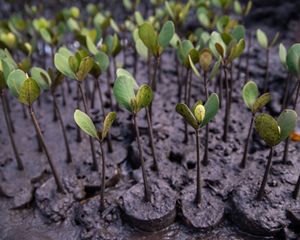Young mangrove saplings shoot out of mud in Kenya.