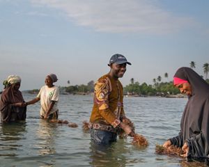 four people tend to seaweed growing in the water