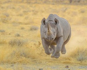 Rhino running through grass.