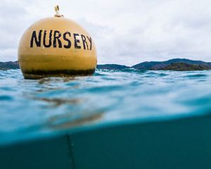 Bouy marking a marine boundary.