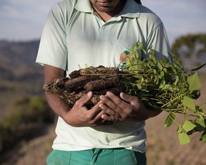 A person holds a pile of seedlings in their arms.