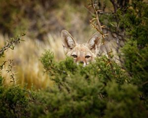 A fox pokes head out from behind bush in Patagonia.