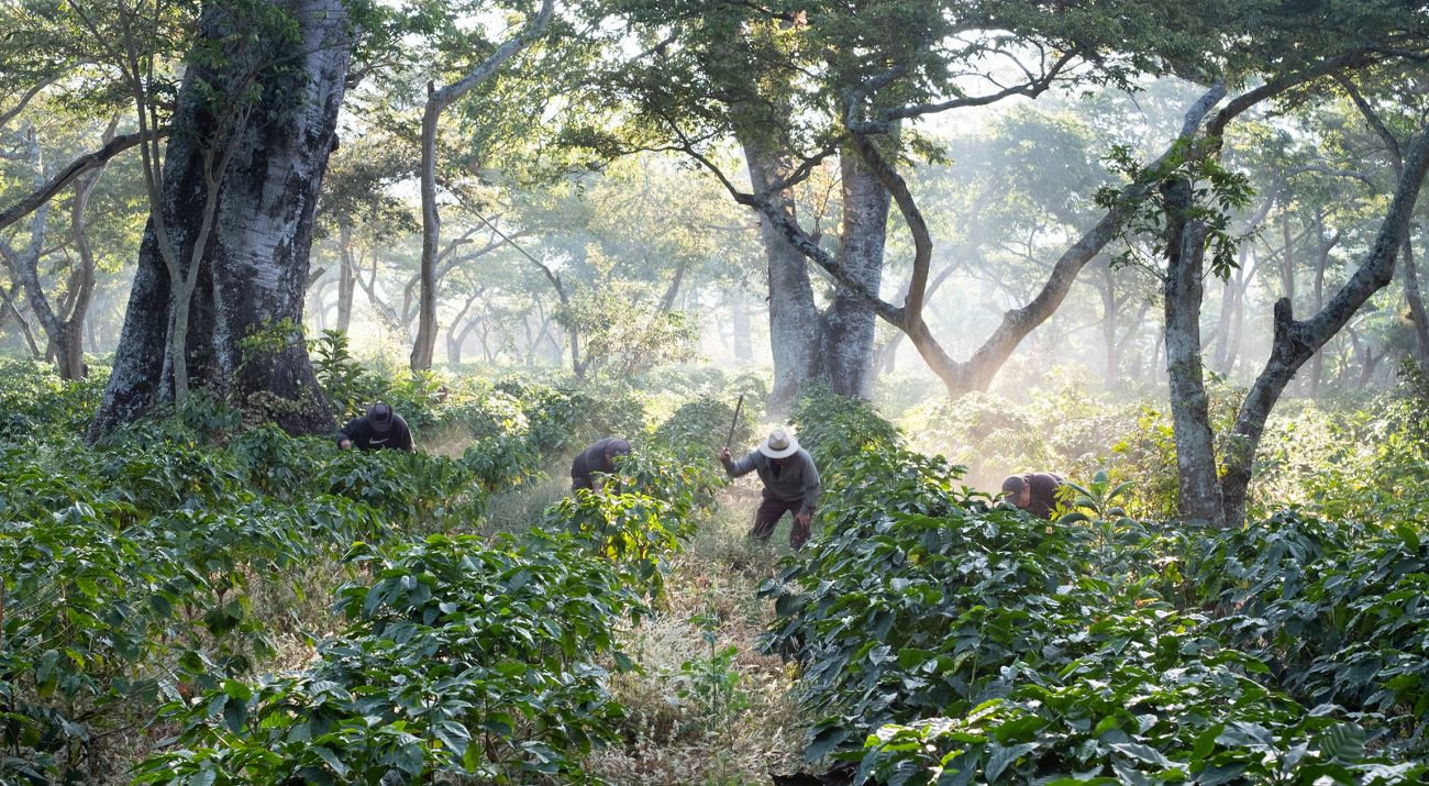 Workers clear undergrowth with machetes in shade-grown coffee crops in Guatemala.