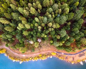 Aerial view of an evergreen forest at the edge of blue water