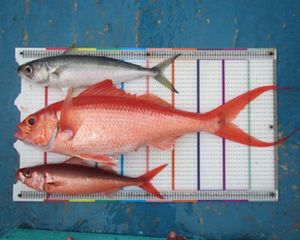 Three fish laying on a measuring matt.