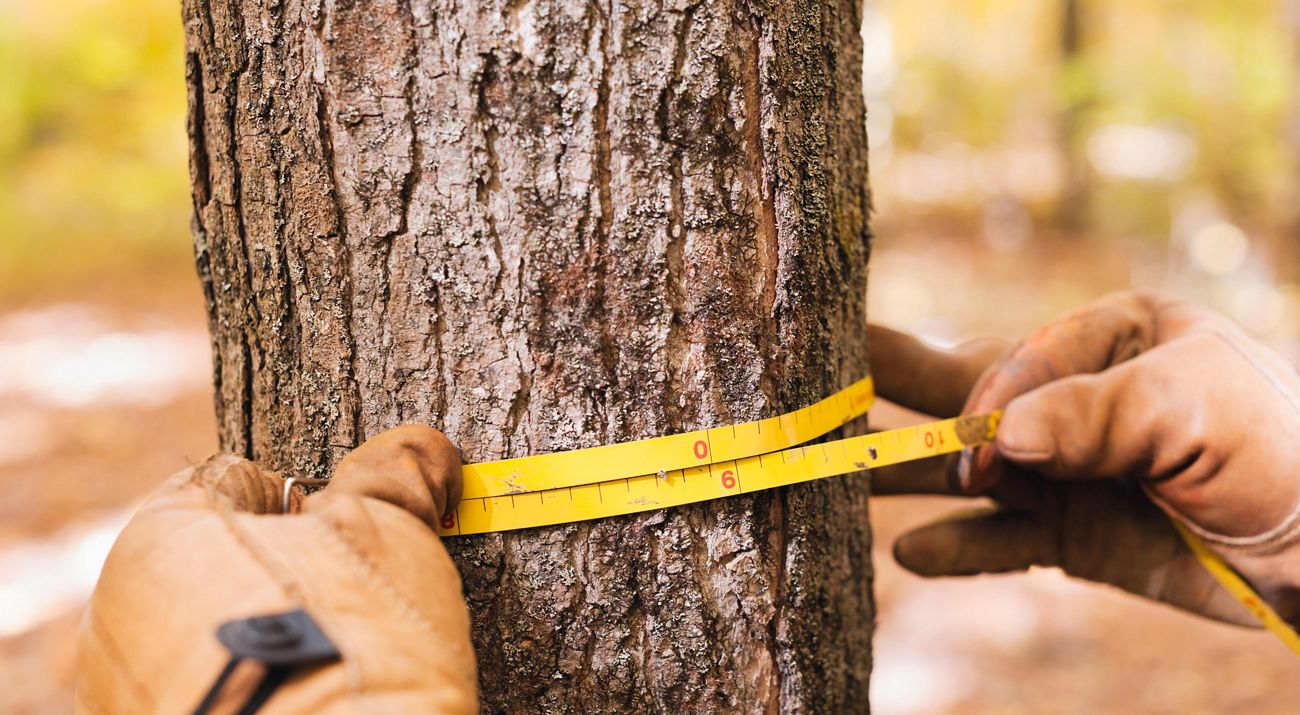 Scientist taking measurements of a trunk of a tree.