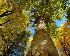 Camera looking up a tree trunk, showing multiple trees with different shades of fall colors such yellow, green and orange.