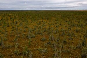 northern bog