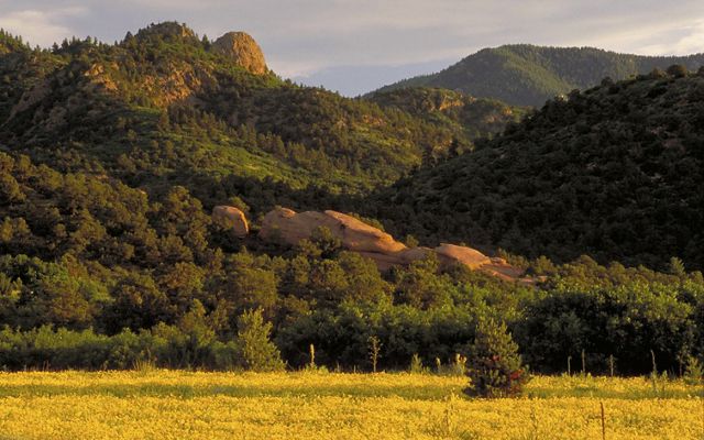 Yellow fields with dark green hills in the background.