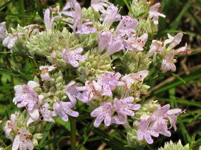 A cluster of blossoms on a shrub. White flowers with small purple dots on the petals.