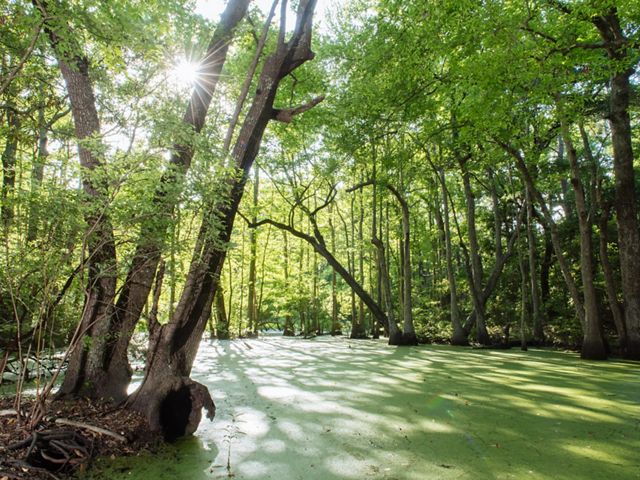 Green forest with pond between the trees.
