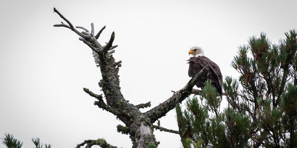 A bald eagle perched in a tree.