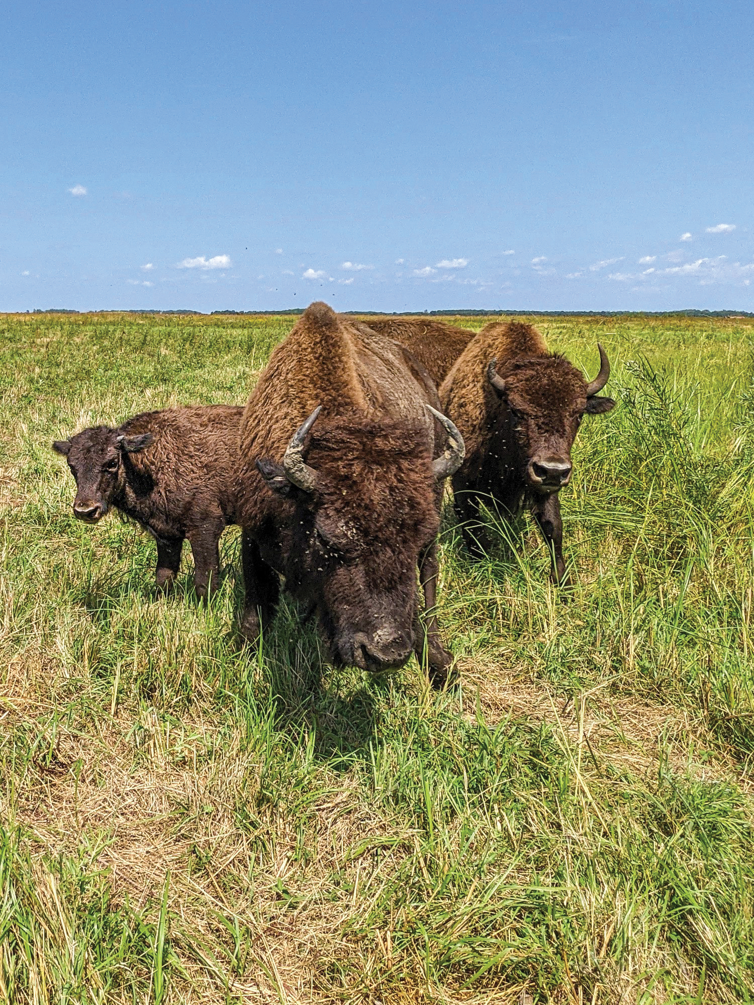 Three bison facing the camera while standing on a green prairie.