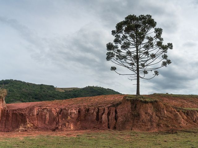 A lone Brazil nut tree stands above an eroding edge of an agricultural field in the Mantiqueria range of Brazil's Atlantic Forest.