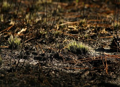 New longleaf pine growth.