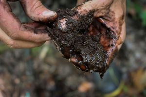 peat soil 