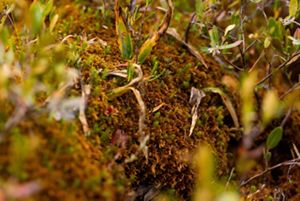sphagnum