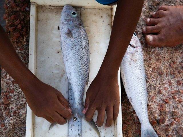 Measuring fish.
