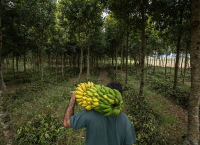 Farmer carries a bunch of bananas through agroforestry system.