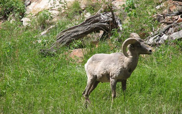 White sheep with large curved horns.