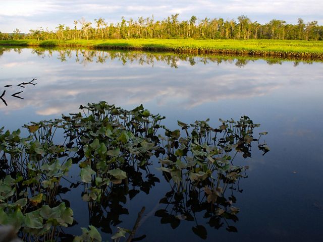 The heads of water plants poke above the still surface of Holt Creek. On the opposite side of the creek, trees line the horizon and are reflected in the surface of the water.