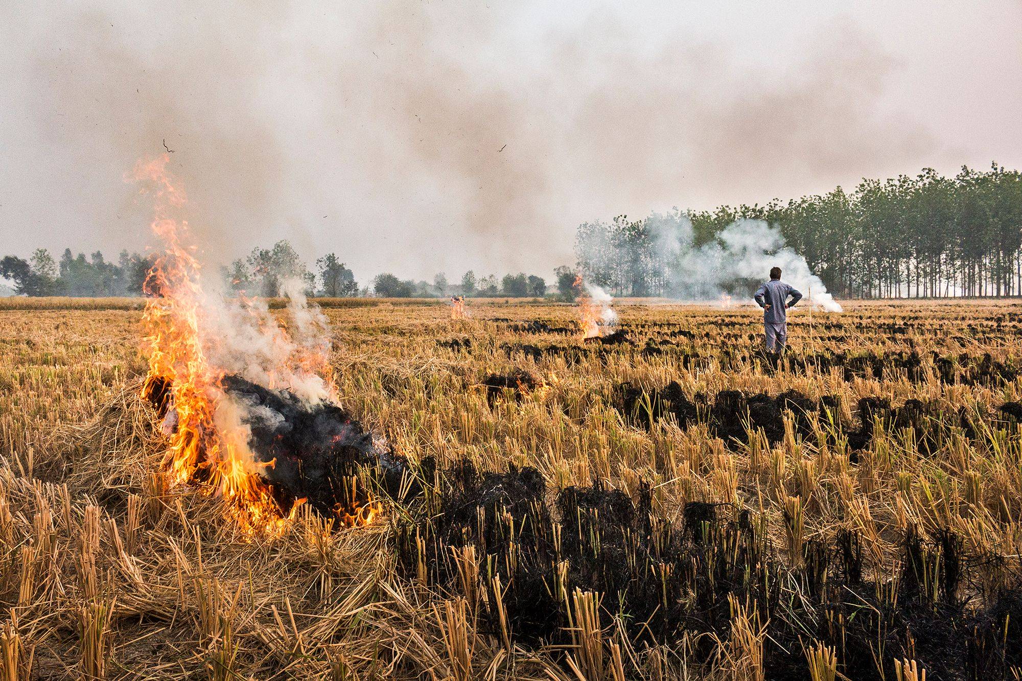A farmer is burning stubble after crop harvest.