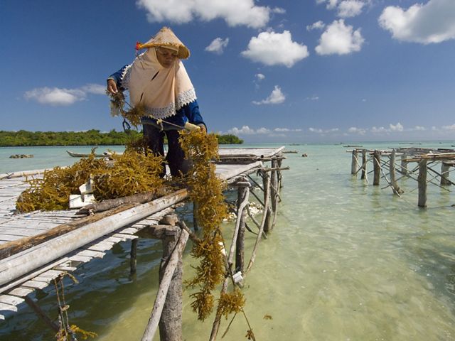 A person on a dock managing harvested seaweed on the coast of Indonesia.
