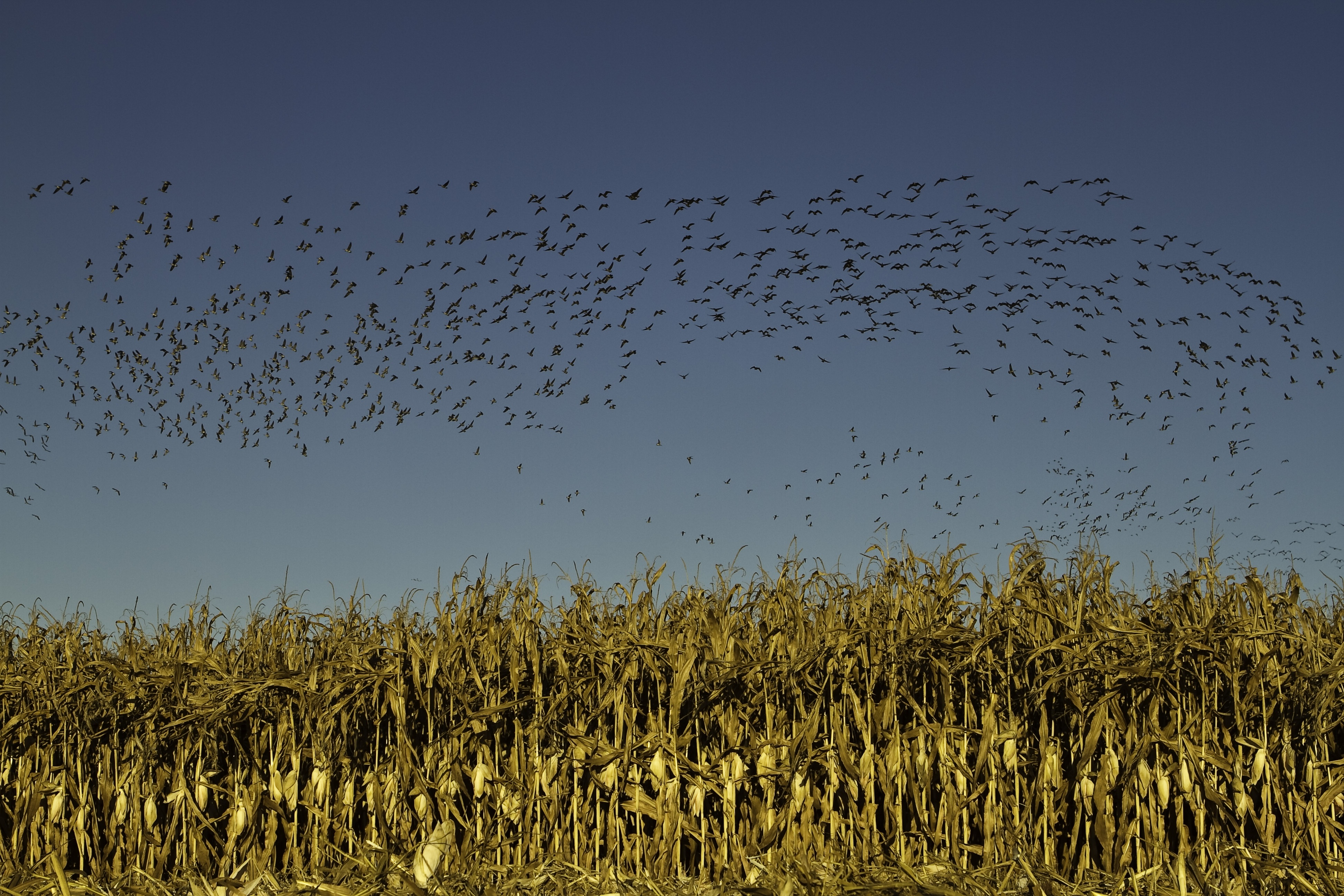birds flying above a corn field