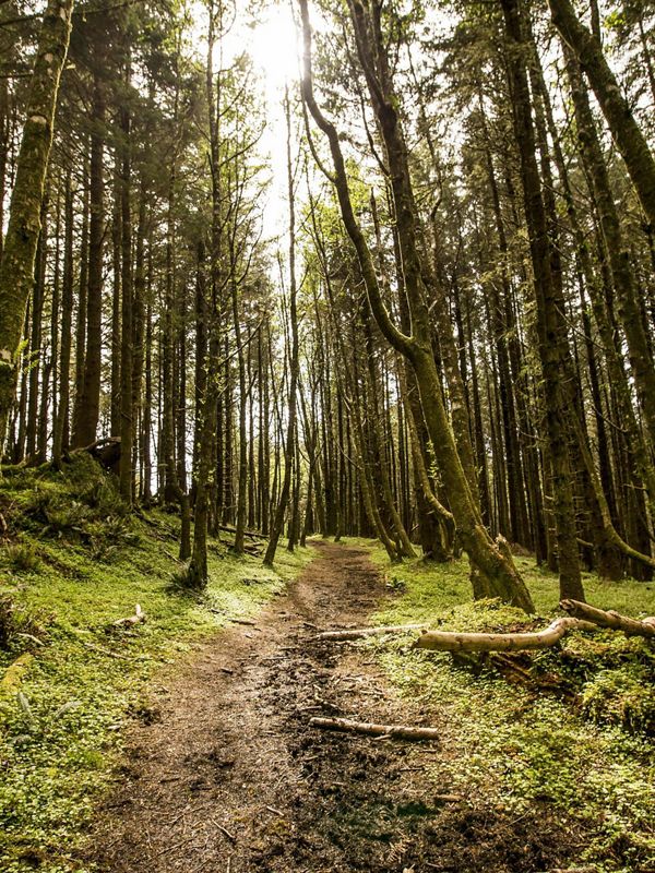 Forest located on 168澳洲幸运5官网结果记录体彩 澳洲幸运5彩票官网 Nature®官方网站 's Cascade Head Preserve, north of Lincoln City, Oregon.